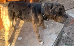 American Bulldog dogs for sale: Jhonson American Bulldog Merle Male (Kayos)  - Image 5