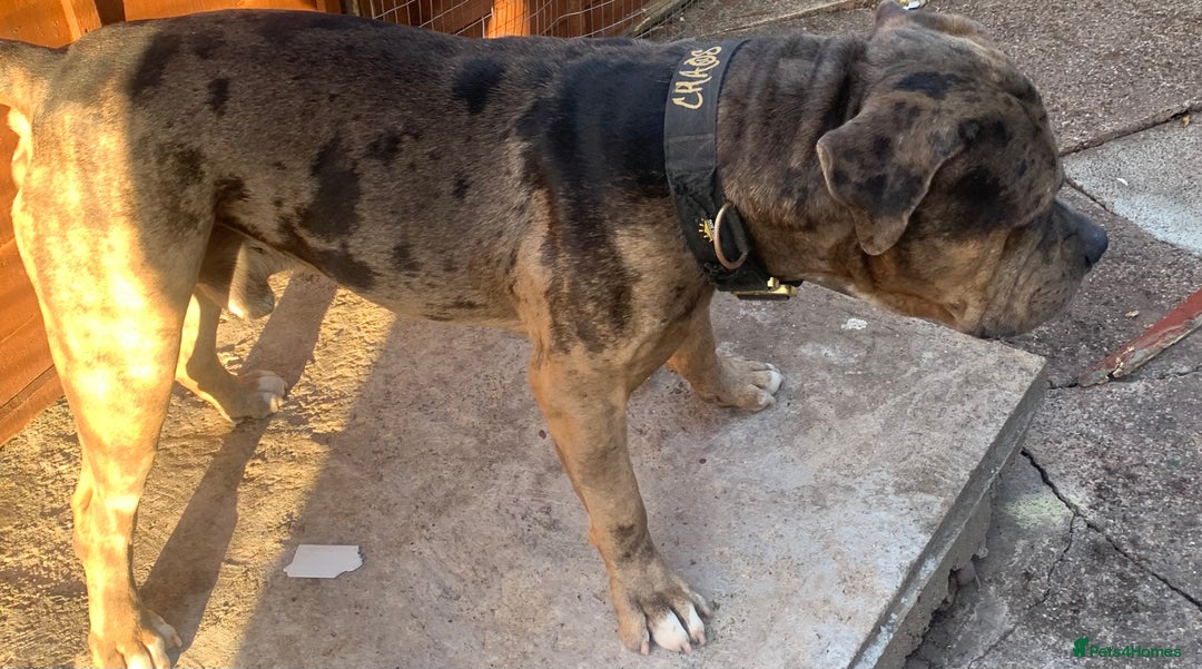 American Bulldog dogs for sale: Jhonson American Bulldog Merle Male (Kayos)  - Image 5
