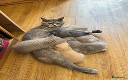 British Shorthair cats for sale: Incredible GCCF British shorthaired kittens  - Image 7