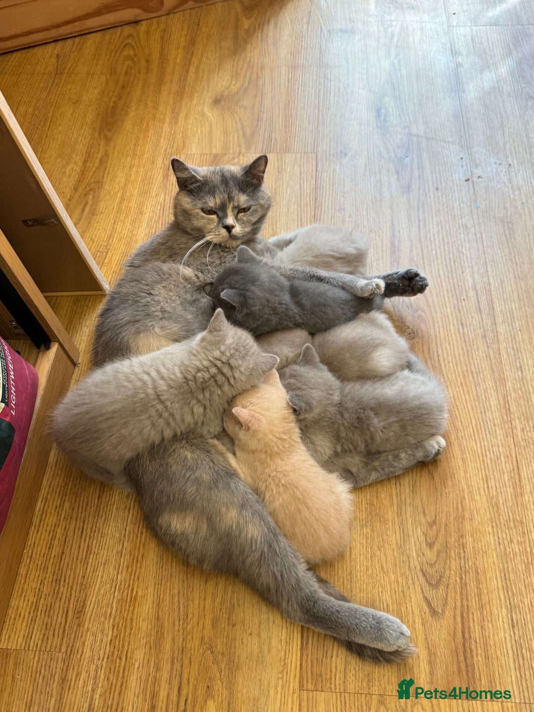 British Shorthair cats for sale: Incredible GCCF British shorthaired kittens  - Image 7
