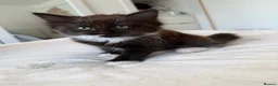 Mixed Breed cats for sale: Kittens  - Advert 5