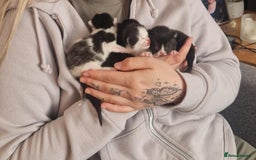American Shorthair cats for sale: Kittens for sale - Image 12