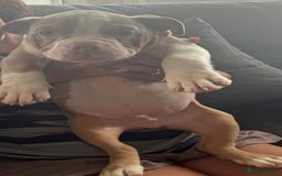 English Bulldog dogs for sale: Puppies for sale - Image 4