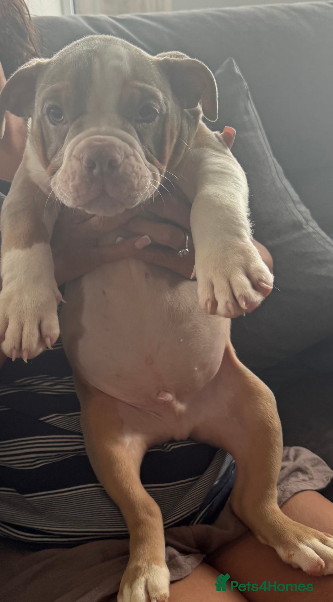English Bulldog dogs for sale: Puppies for sale - Image 4