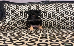 Russian Toy Terrier dogs for sale: Russian toy terrier puppy for sale - Advert 4