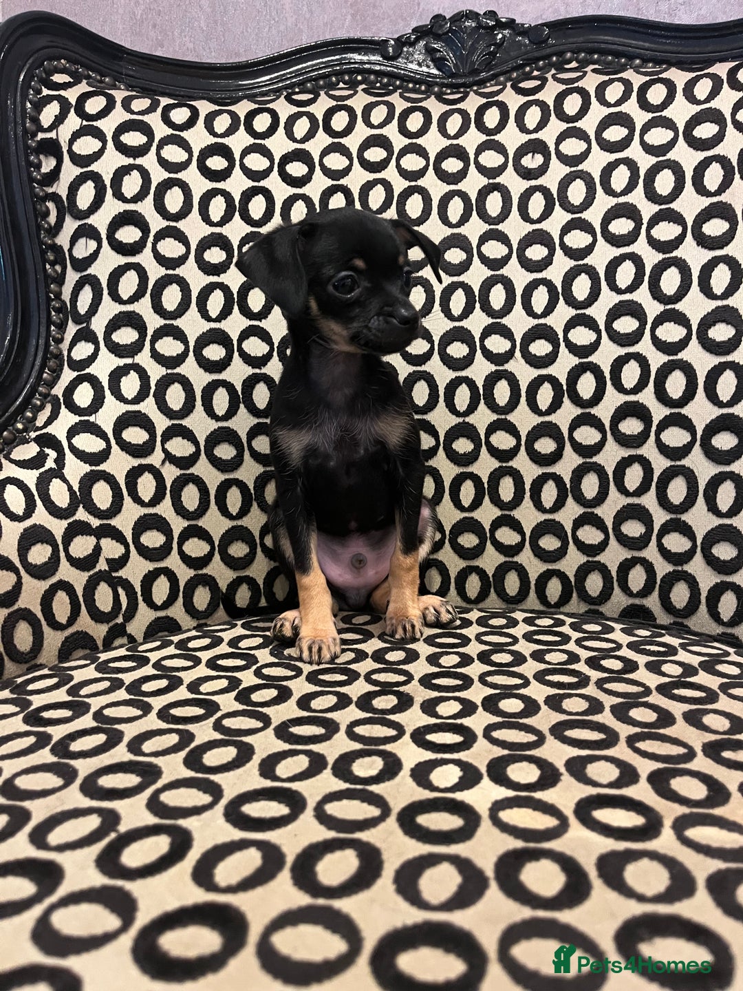 Russian Toy Terrier dogs for sale: Russian toy terrier puppy for sale - Advert 4