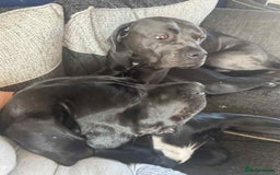 Cane Corso dogs for sale: Beautiful cane corso puppies  - Image 23