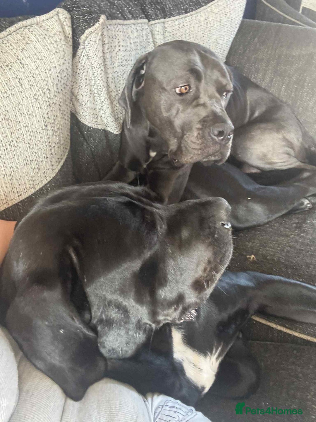 Cane Corso dogs for sale: Beautiful cane corso puppies  - Image 23