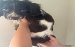 Sprocker dogs for sale: 8 glorious sprocker pups  - Image 24