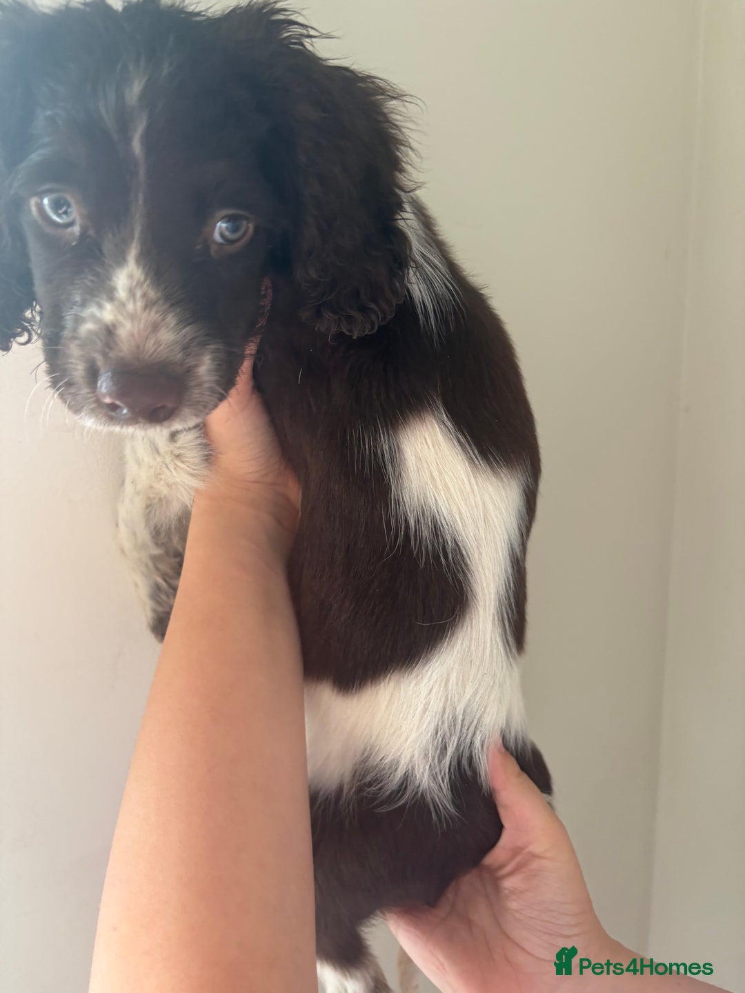 Sprocker dogs for sale: 8 glorious sprocker pups  - Image 24