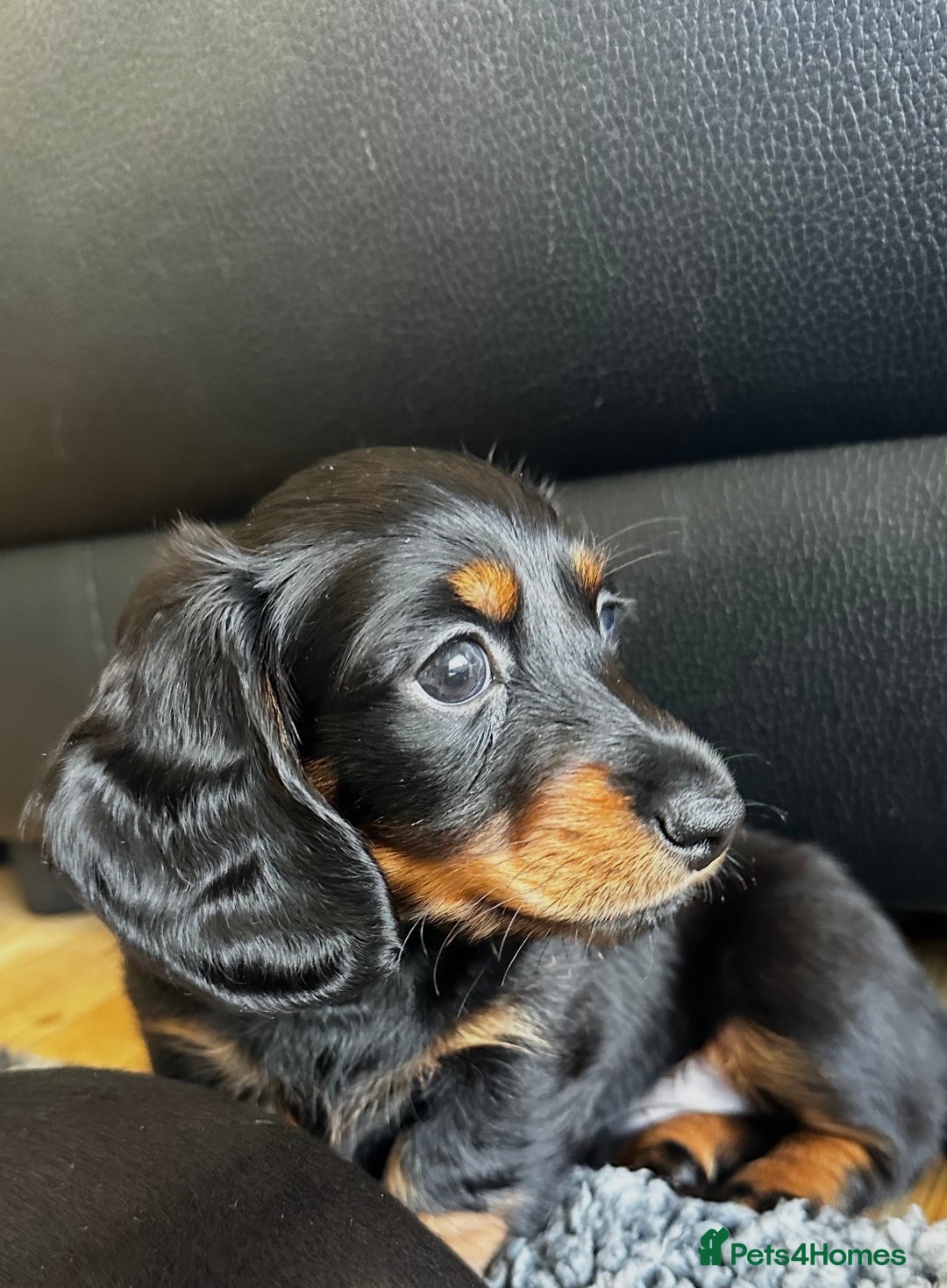 Miniature Dachshund dogs for sale: Beautiful miniature Dachshund  - Image 4
