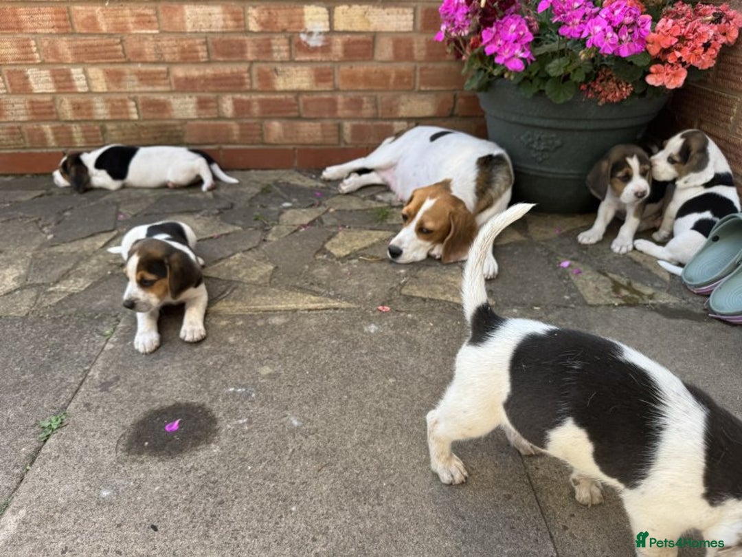 Beagle dogs for sale: Beagle puppies for sale,ready to leave NOW‼️ - Image 10