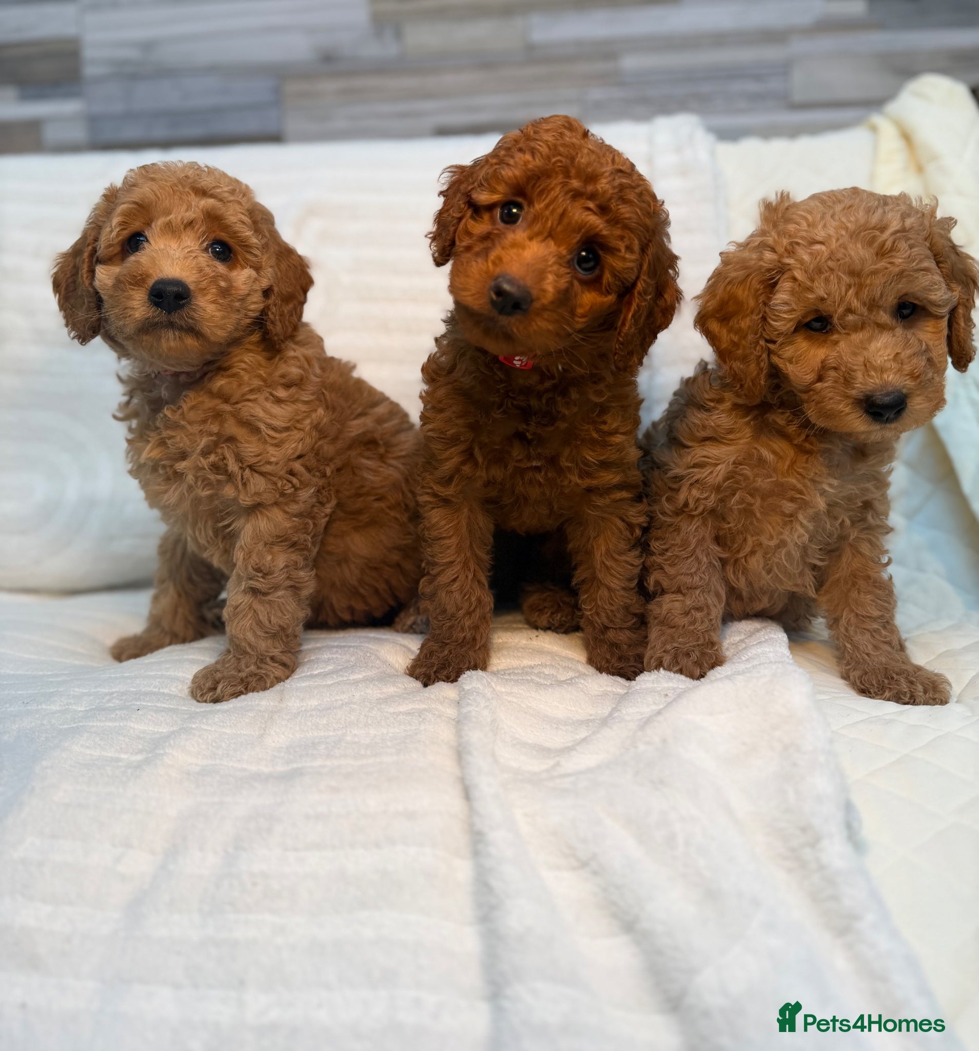 Mini Goldendoodle dogs Beautiful Miniature Goldendoodles  - Advert 1