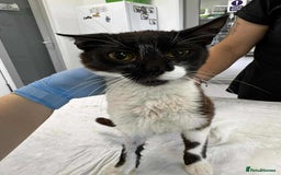 Mixed Breed cats for adoption: Jacob for adoption - Image 1