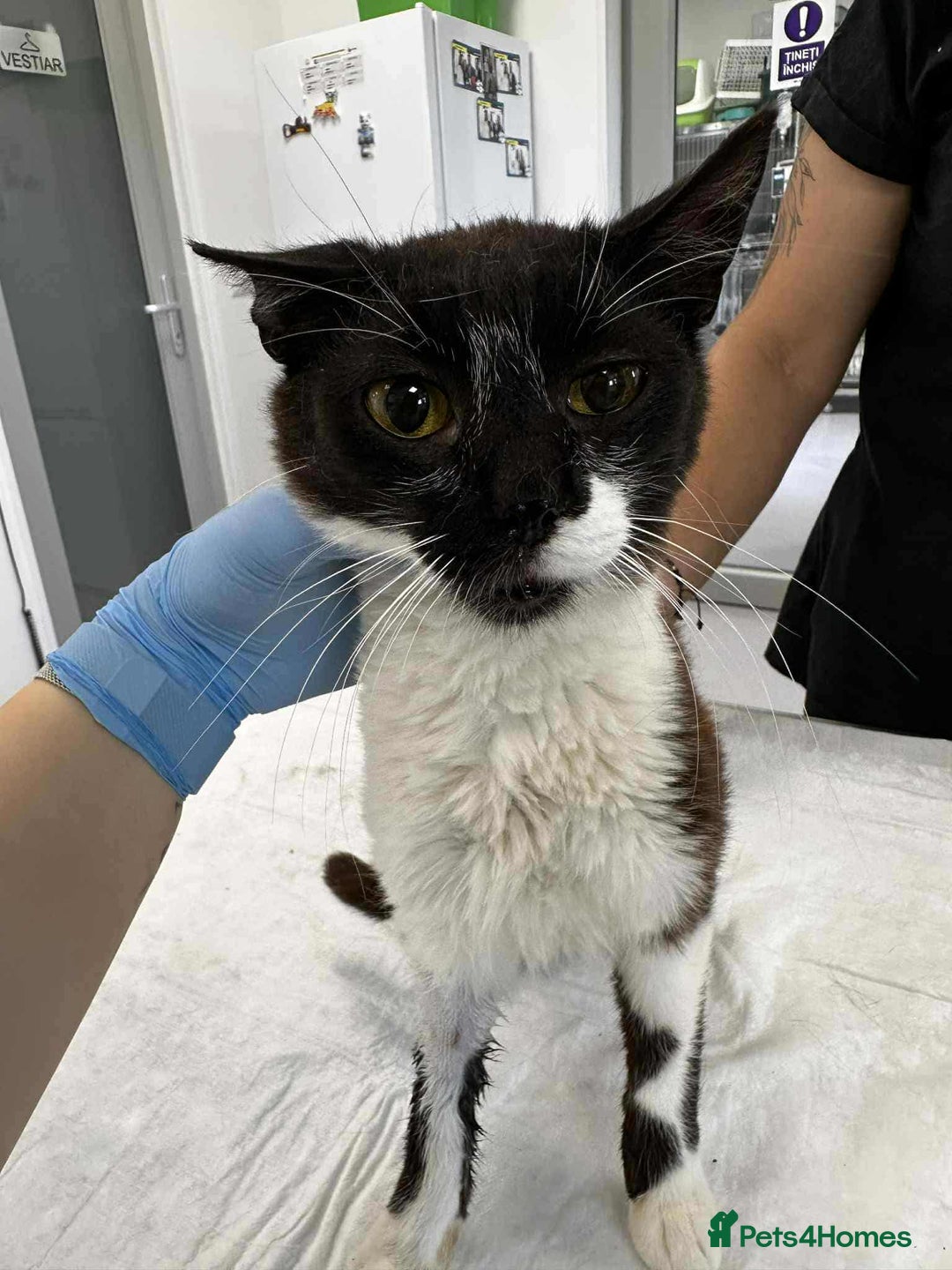 Mixed Breed cats for adoption: Jacob for adoption - Image 1