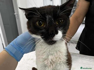 Mixed Breed cats - Advert 1