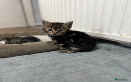 Bengal cats for sale: Half bengal kittens - Image 8
