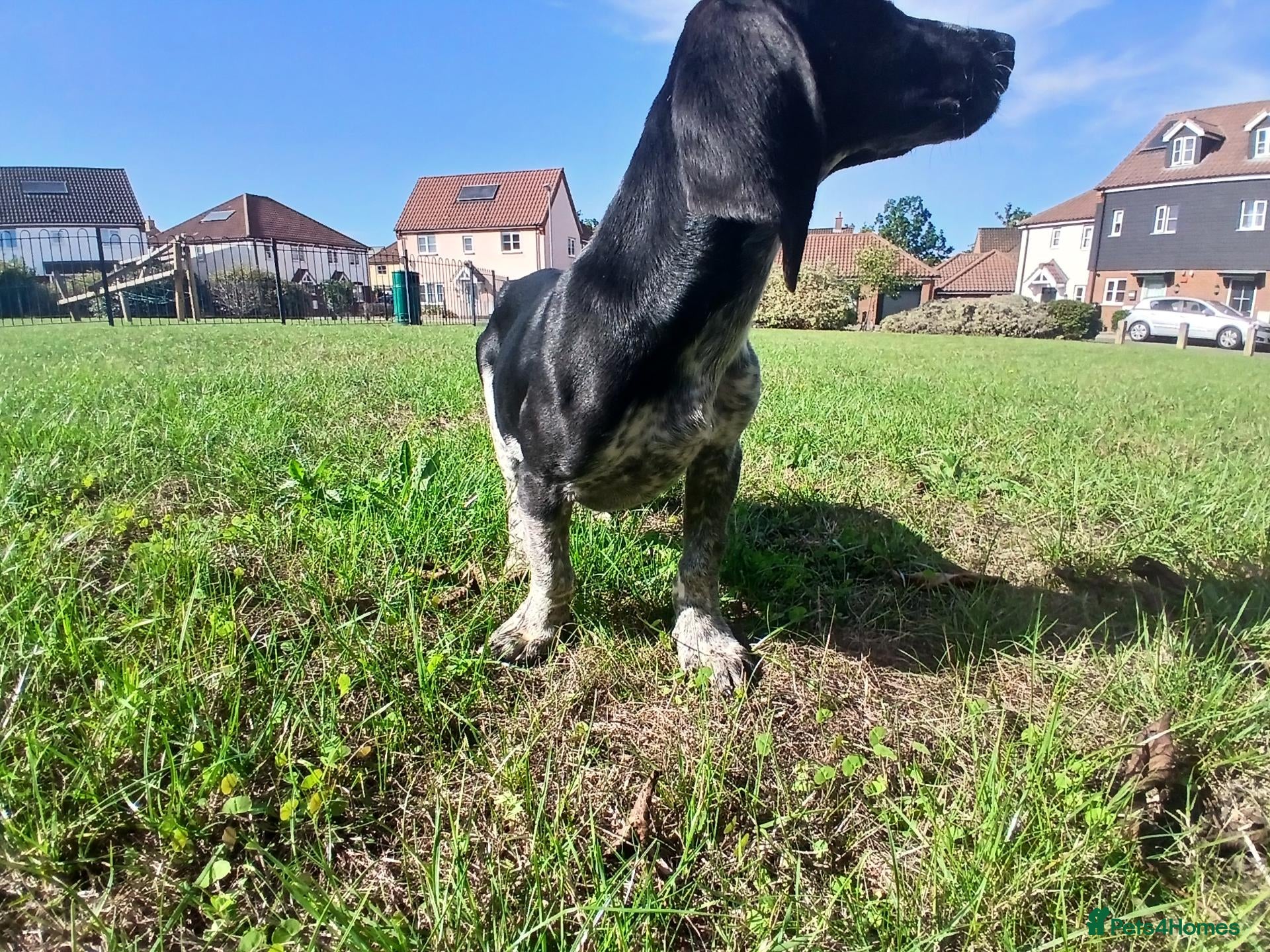 Mixed Breed dogs KC Basset Hound x KC German Shorthaired Pointer  - Advert 2