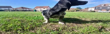 Mixed Breed 2