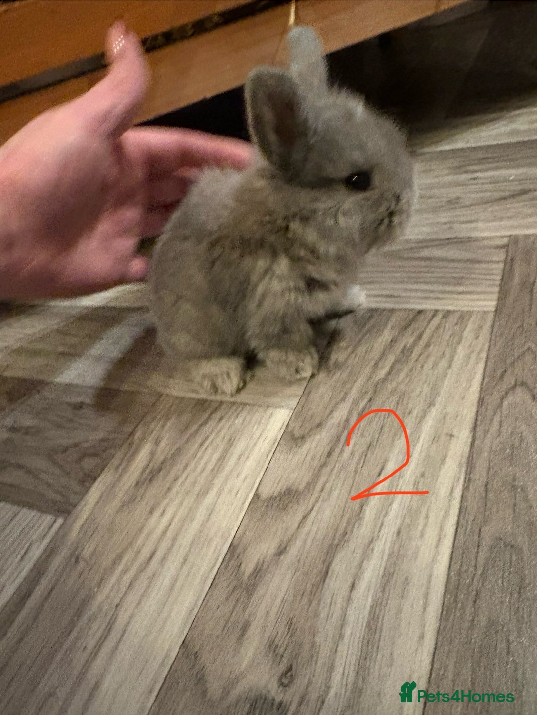 Mini Lop rabbits for sale: mini lops  - Advert 3