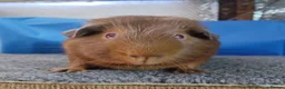 Guinea Pig rodents for sale: Pair of Guinea pigs - Advert 1