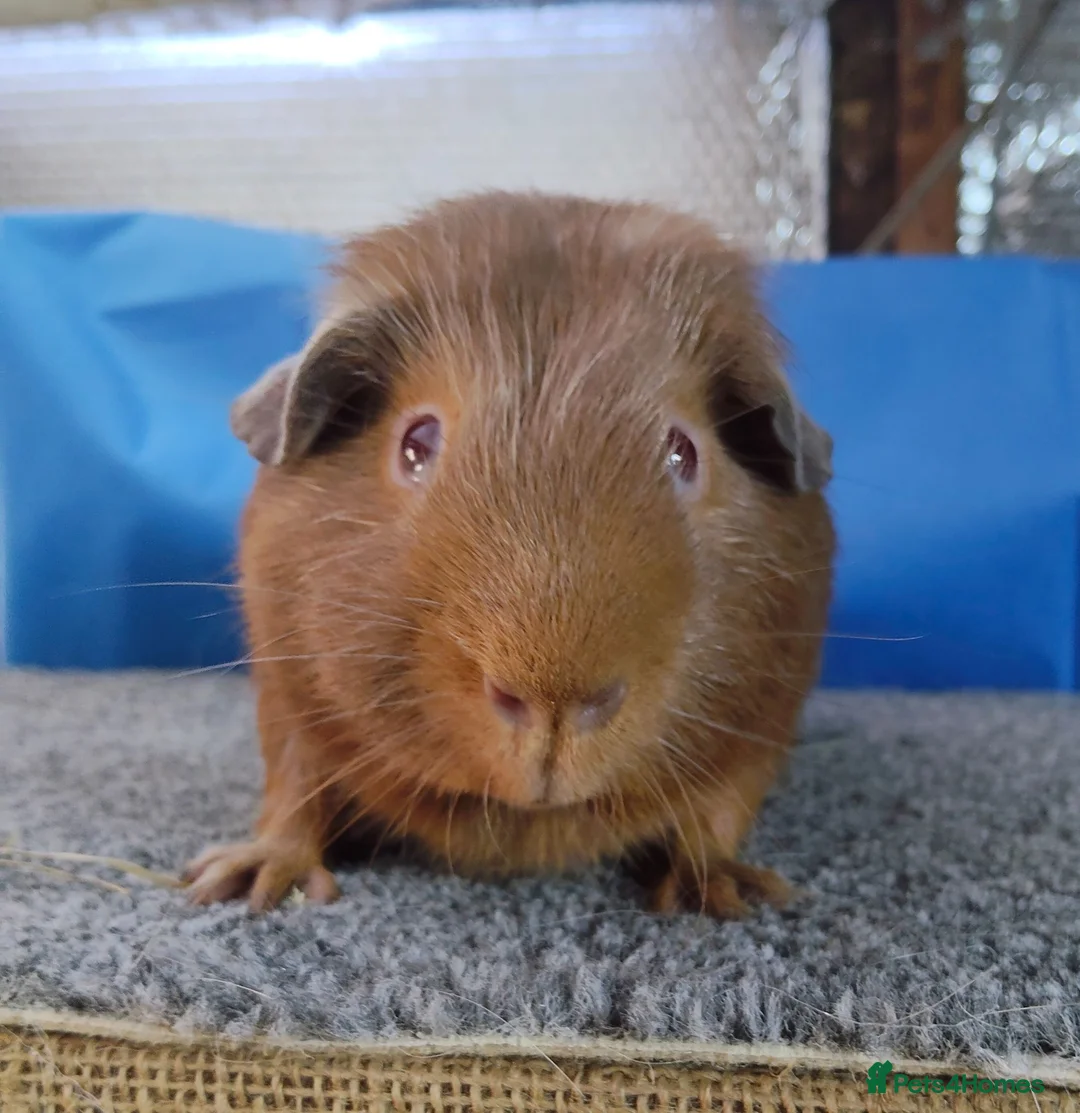 Guinea Pig rodents for sale: Pair of Guinea pigs - Advert 1
