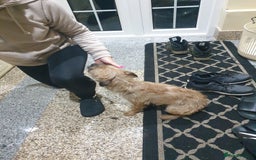 Border Terrier dogs for sale: 3yr old Female Border Terrier  - Advert 8