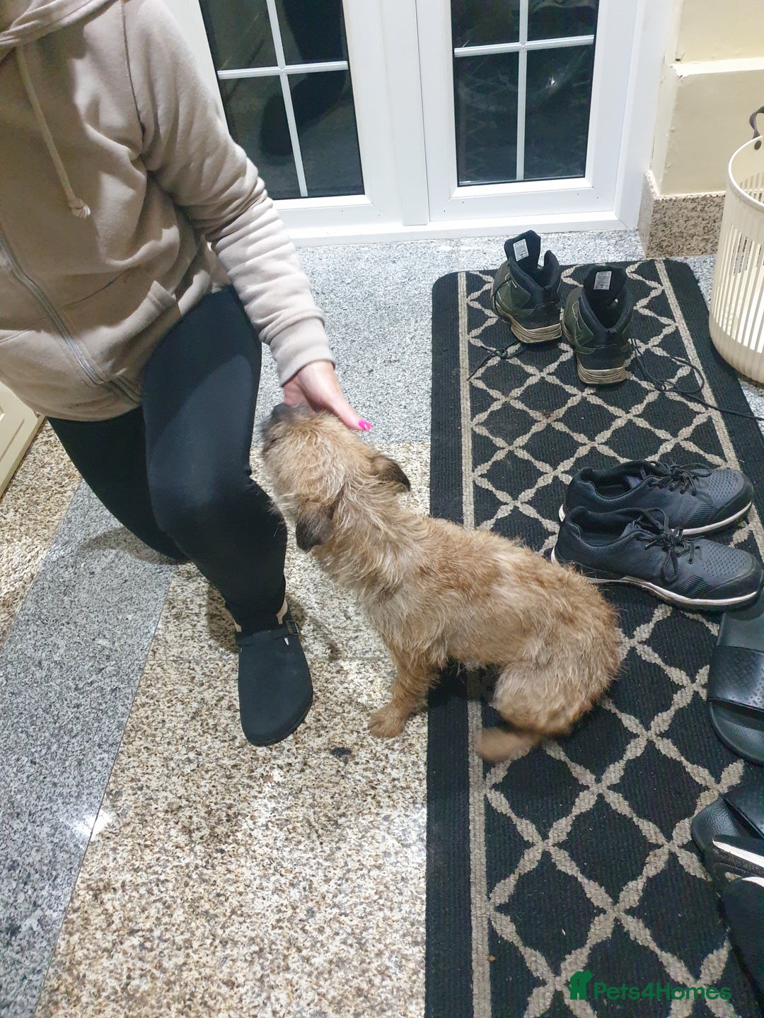 Border Terrier dogs for sale: 3yr old Female Border Terrier  - Advert 8