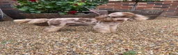 Toy Poodle dogs for stud: FOR STUD PEANUT  - Advert 2