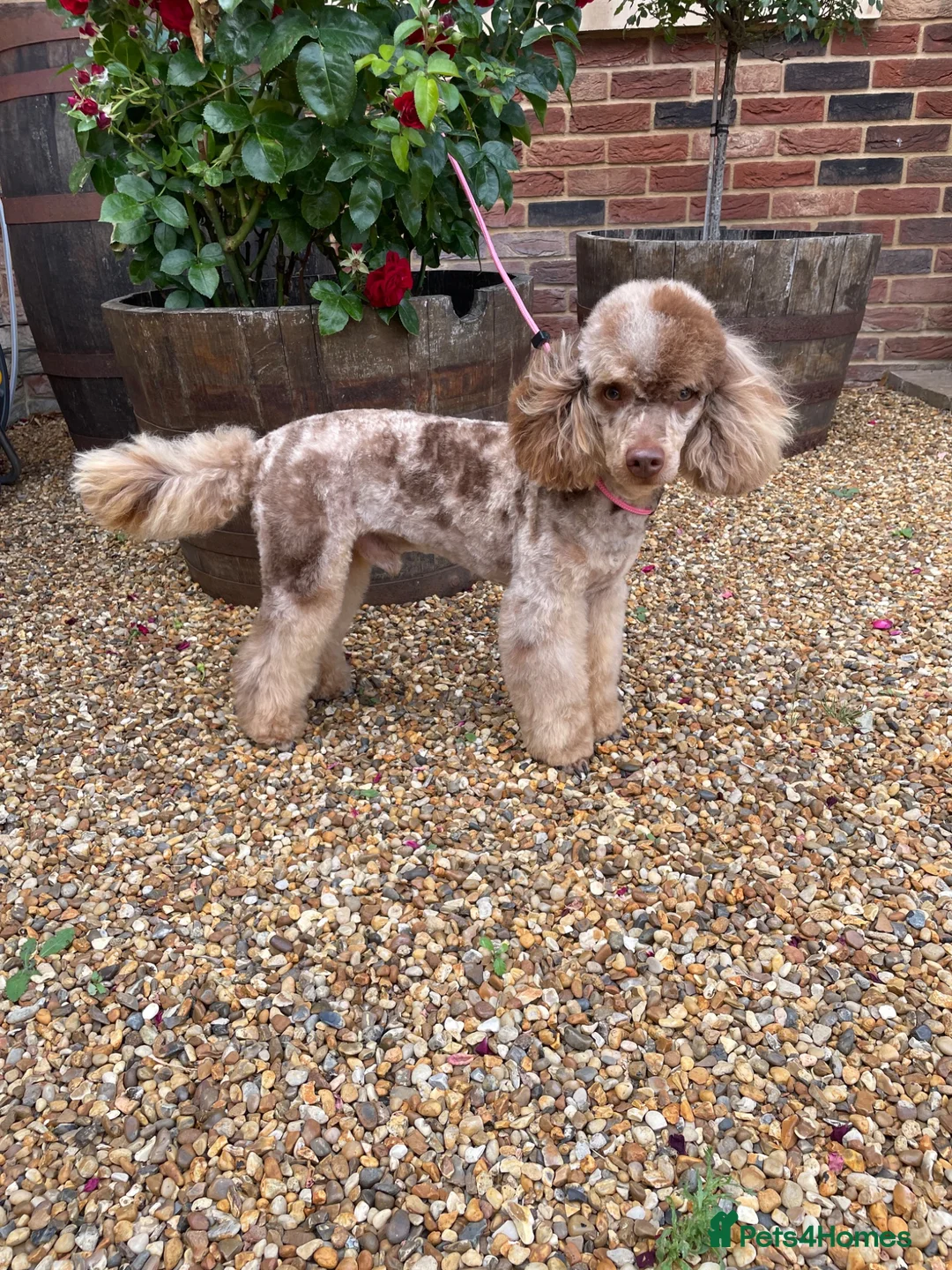 Toy Poodle dogs for stud: FOR STUD PEANUT  - Advert 2