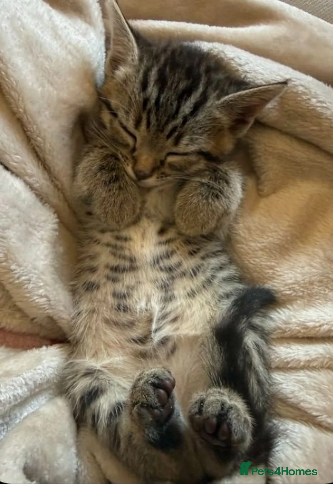 Mixed Breed cats for sale: Beautiful kittens  - Advert 2