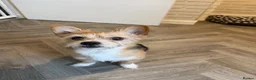 Mixed Breed dogs for sale: Dog for rehoming  - Advert 1