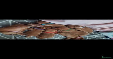 Cocker Spaniel dogs READY TO LEAVE (one boy left) - Advert 7