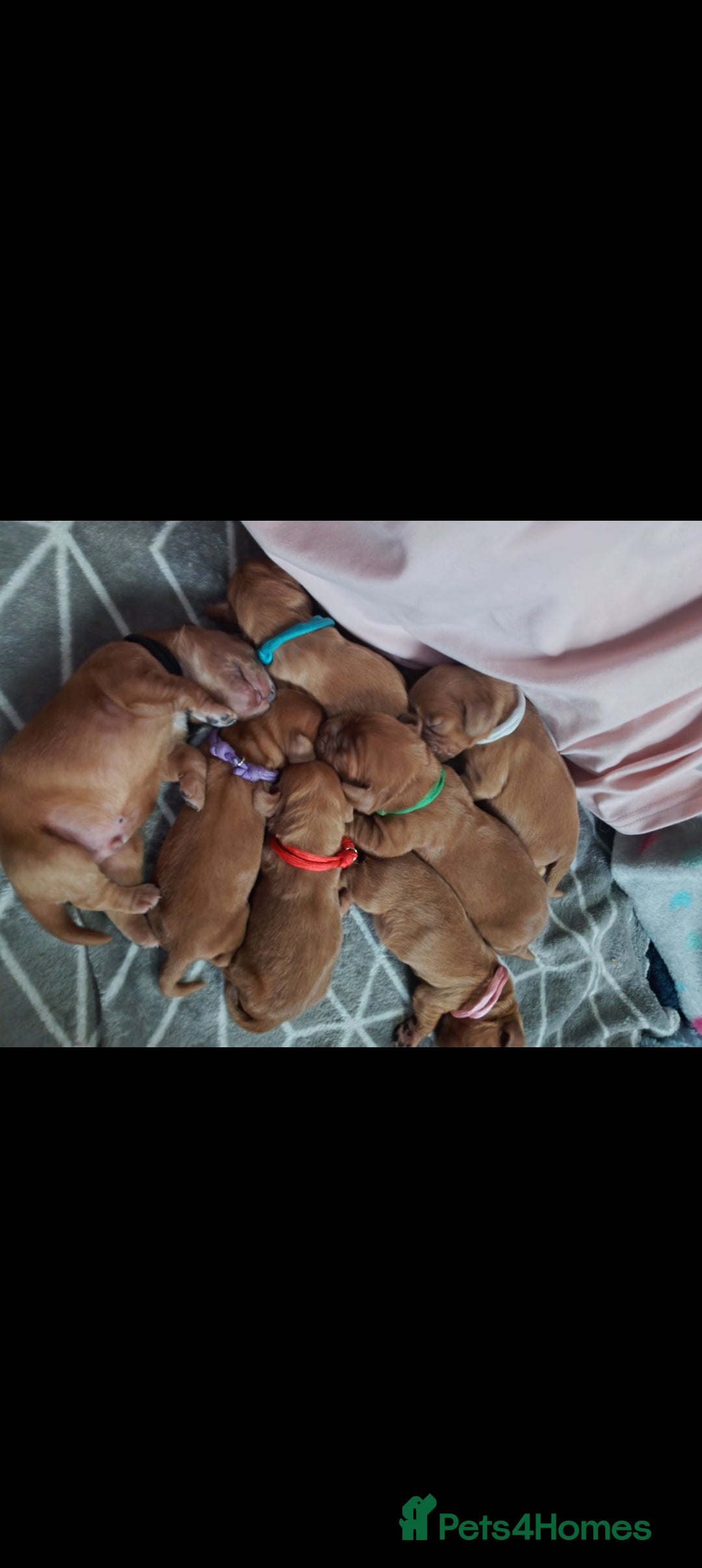 Cocker Spaniel dogs for sale: Cocker spaniel puppies - Image 8