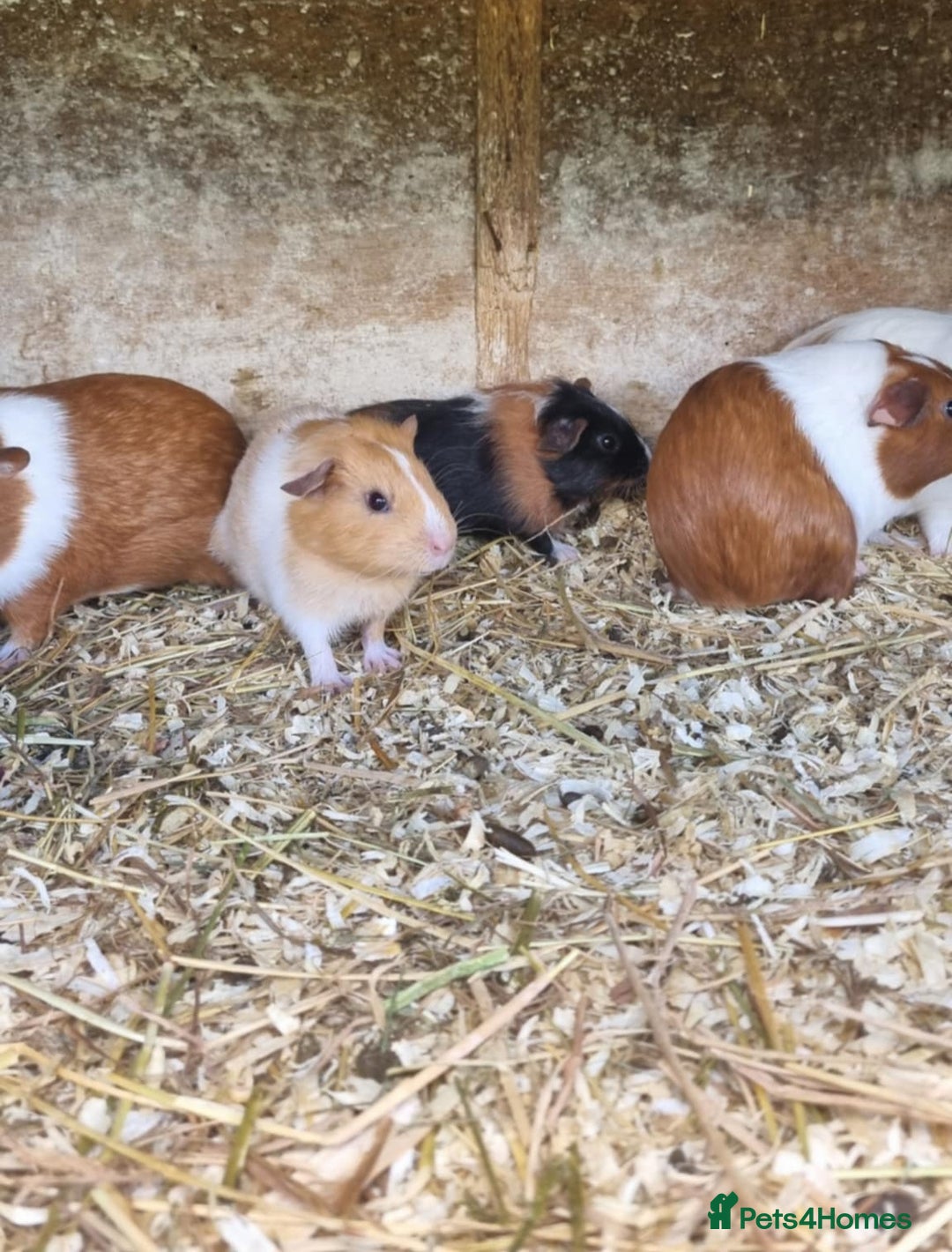 Guinea Pig rodents for sale: 8 week old +  female guineapigs - Image 4