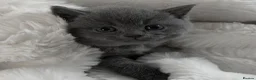 British Shorthair cats for sale: GCCF British short hair boys😻 - Advert 1