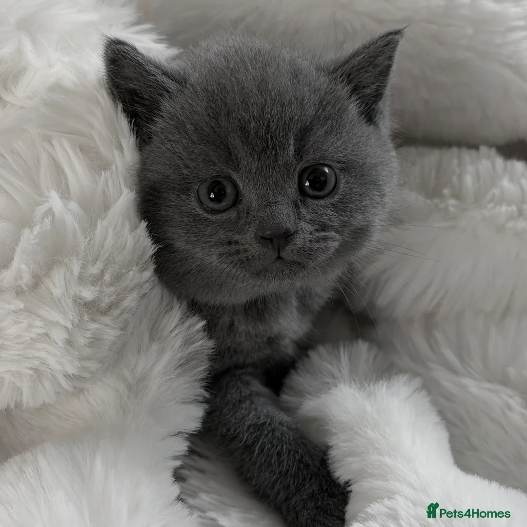 British Shorthair cats for sale: GCCF British short hair boys😻 - Advert 1