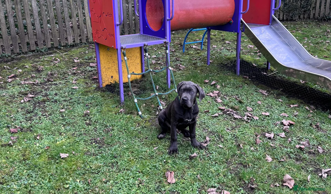 Cane Corso dogs for sale: Cane corso puppy  in Telford - Advert 1