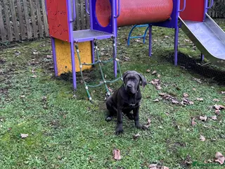 Cane Corso dogs Cane corso puppy - Advert 1