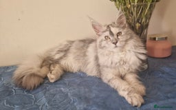Maine Coon cats for sale: Registered maine coon kittens  - Image 8