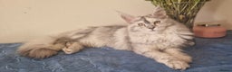 Maine Coon cats for sale: Registered maine coon kittens  - Advert 9
