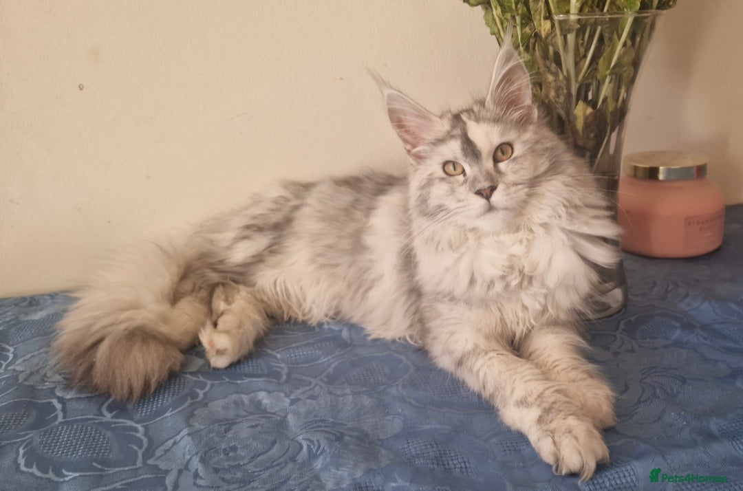 Maine Coon cats for sale: Registered maine coon kittens  - Image 8