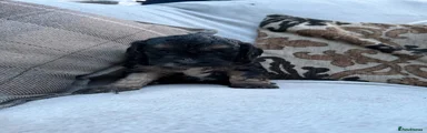 Cockapoo 1