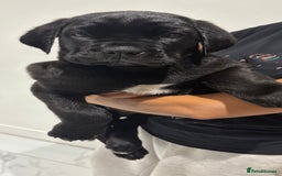 Cane Corso dogs for sale: Cane Corso puppies  - Image 13
