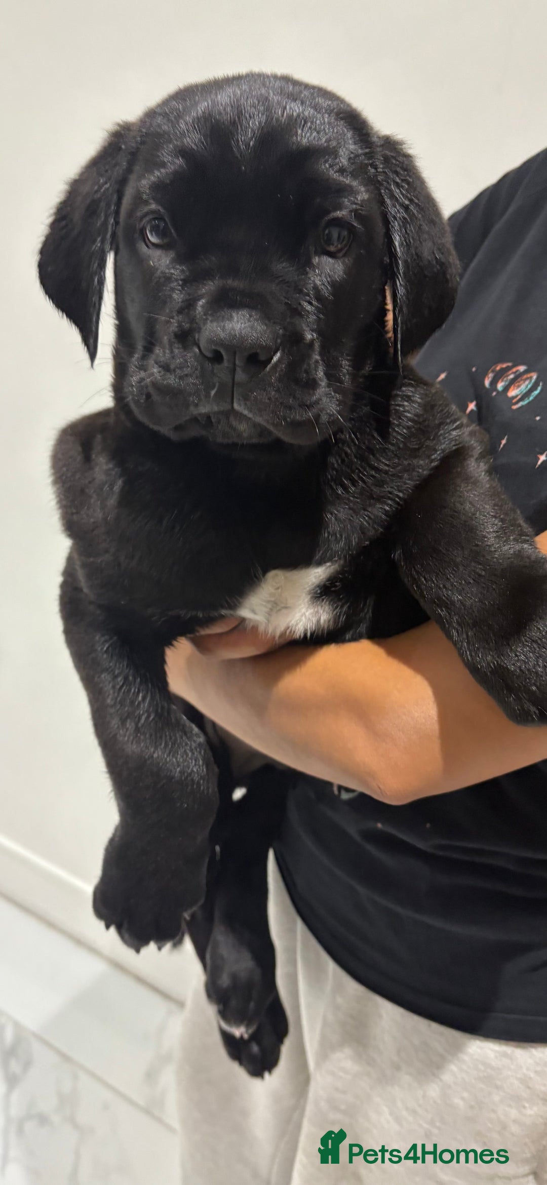 Cane Corso dogs for sale: Cane Corso puppies  - Image 13