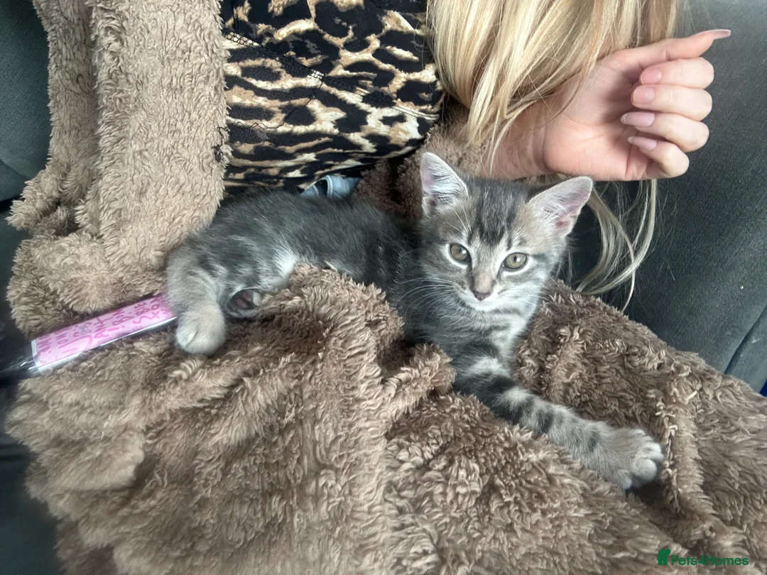 Mixed Breed cats for sale: Female cat for sale. in Newport - Advert 4