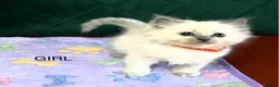 Ragdoll cats for sale: Ragdoll Kittens in Newton Stewart - Advert 3
