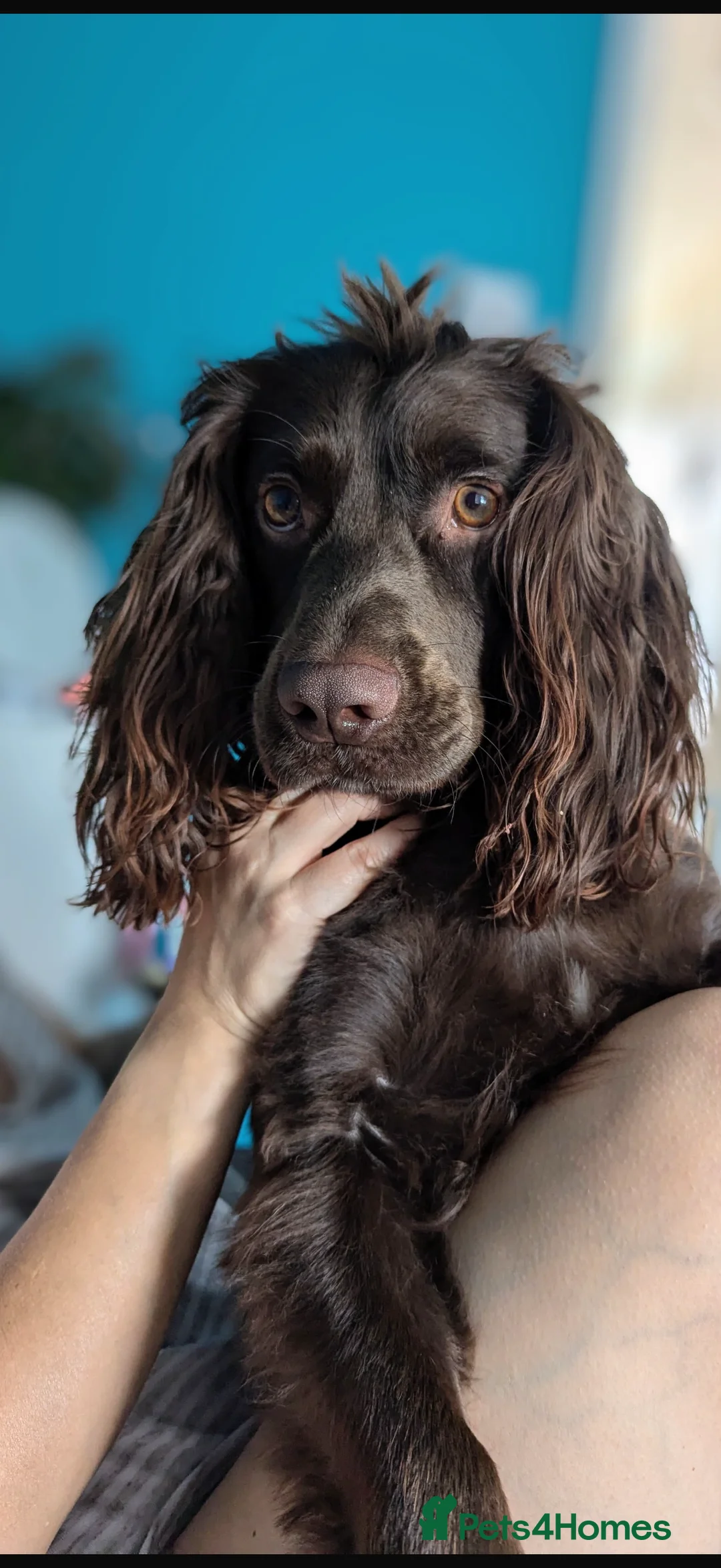 Cocker Spaniel dogs for stud: Working Cocker spaniel for stud  - Advert 2