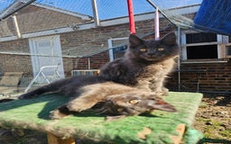 Maine Coon cats for sale: Maine coon boys - Image 3