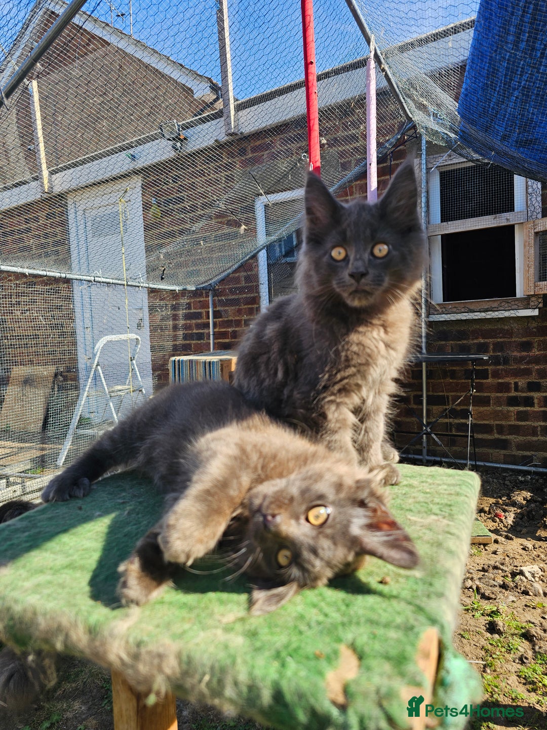 Maine Coon cats for sale: Maine coon boys - Image 3